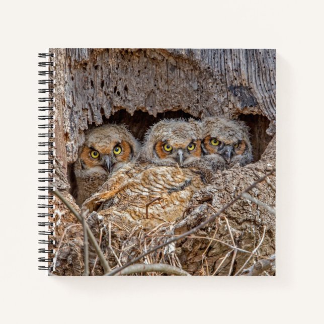 Cuaderno Cutest Baby Animals | Great Horned Chicks (Anverso)