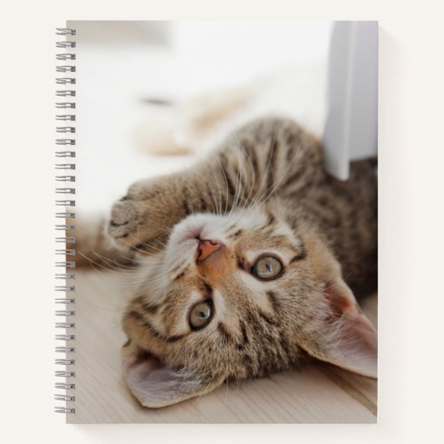 Cuaderno Cutest Baby Animals | Shorthair Tabby Kitten (Anverso)