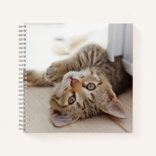 Cuaderno Cutest Baby Animals   Shorthair Tabby Kitten