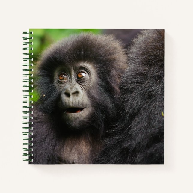 Cuaderno Cutest Baby Animals | Young Mountain Gorilla (Anverso)