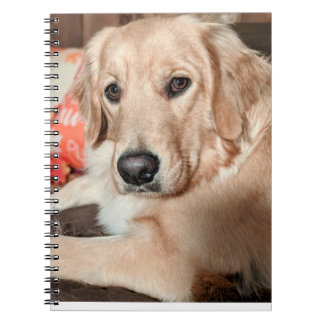 Cuaderno Cutie Notebook