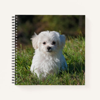 Cuaderno Cuto portátil maltés de espiral de cachorros