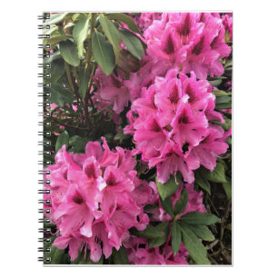 Cuaderno Cynthia Rododendros, Oregón
