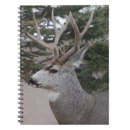 Cuaderno D25 Mule Deer Buck Head Shot
