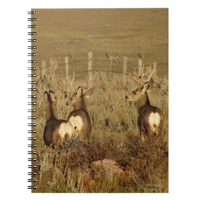 Cuaderno D30 Mule Deer Bucks (Frente)