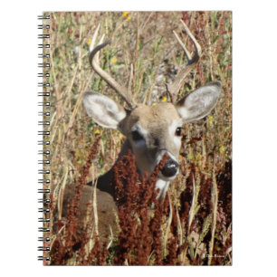 Cuaderno D31 Venado de cola blanca en las malezas