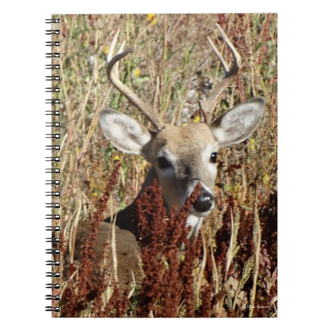 Cuaderno D31 Venado de cola blanca en las malezas (Frente)