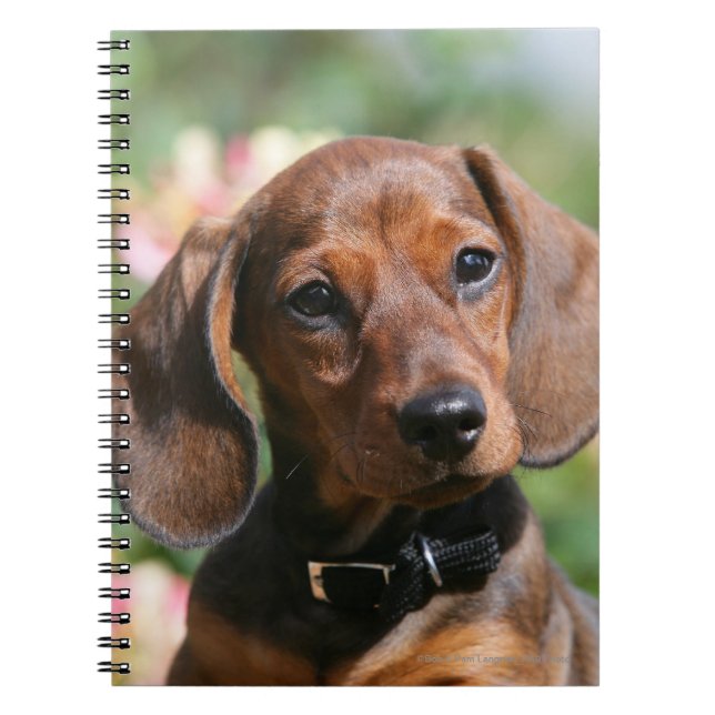 Cuaderno Dachshund de Miniture del moreno (Frente)