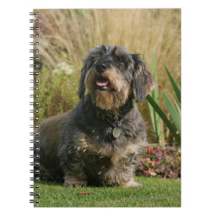 Cuaderno Dachshund estándar Alambre-haired