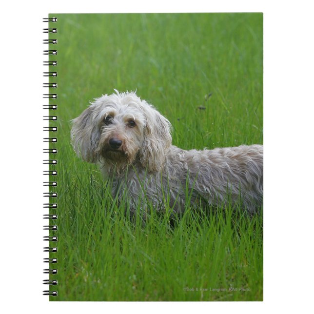 Cuaderno Dachshund estándar Alambre-haired en hierba (Frente)