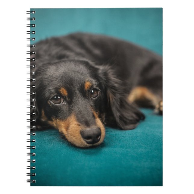 Cuaderno Dachshund lindo que coloca (Frente)
