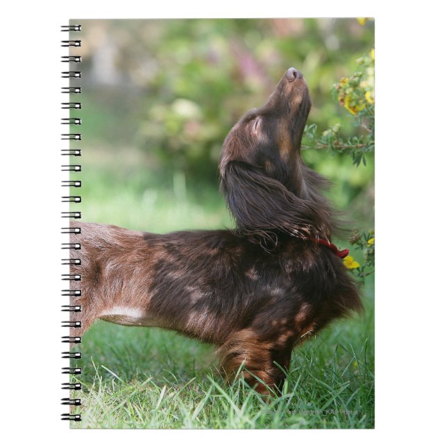 Cuaderno Dachshund miniatura de pelo largo 1 (Frente)