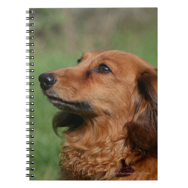Cuaderno Dachshund miniatura de pelo largo 2 (Frente)