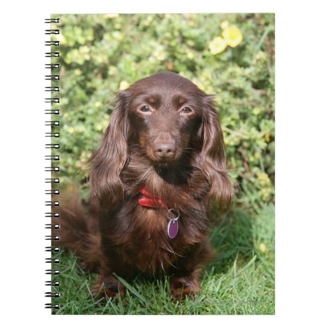 Cuaderno Dachshund miniatura de pelo largo de Brown (Frente)