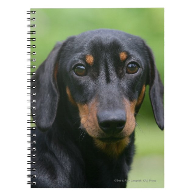 Cuaderno Dachshund negro y del moreno 1 de Miniture (Frente)