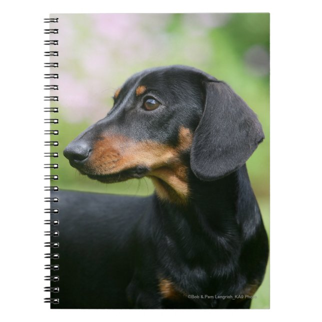 Cuaderno Dachshund negro y del moreno 2 de Miniture (Frente)