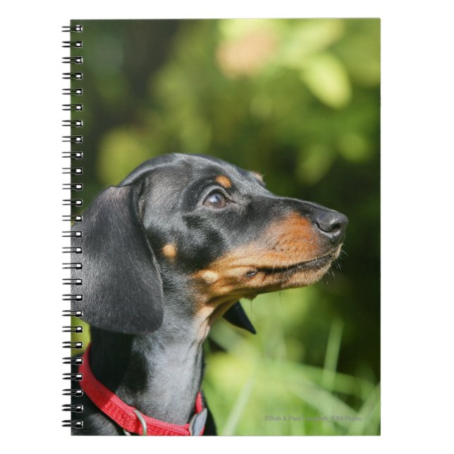Cuaderno Dachshund negro y del moreno 3 de Miniture (Frente)