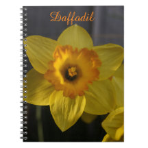 Daffodil amarillo