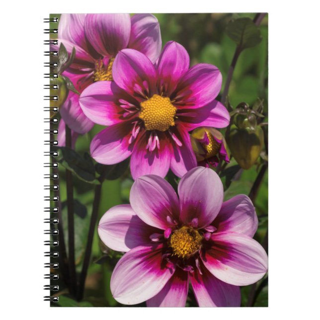 Cuaderno Dahlia Trio (Frente)