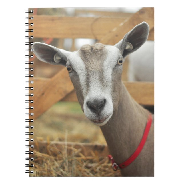 Cuaderno Dairy Goat Doe (Frente)