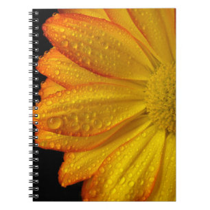 Cuaderno Daisy