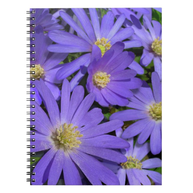 Cuaderno Daisy Notebook: Regalos de diarios de margarita mo (Frente)