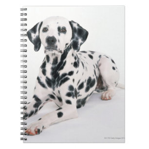 Cuaderno Dalmatian 4