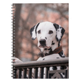 Cuaderno Dalmatiano