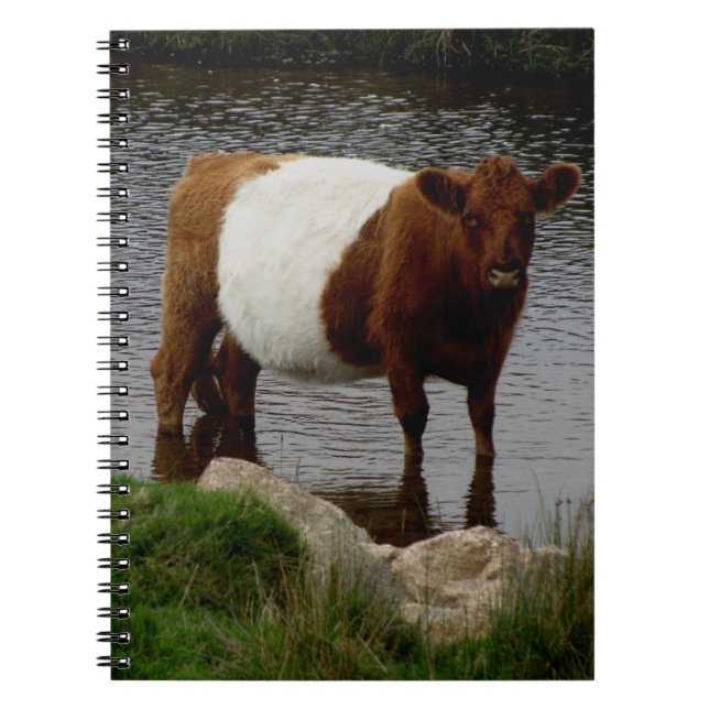 Cuaderno Dartmoor ceñió la vaca de Galloway que se colocaba (Frente)