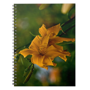 Cuaderno Daylily "Jersey Spider"