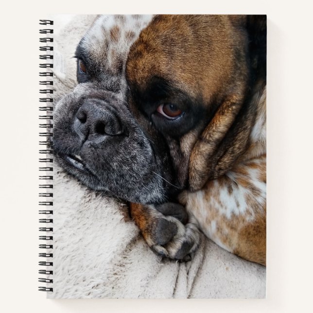 Cuaderno de 8x11 con foto de triste bulldog victor (Anverso)