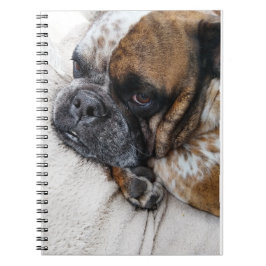 Cuaderno de 9x6 con foto de triste Bulldog Victori