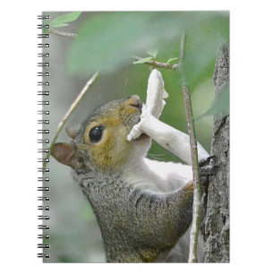 Cuaderno de ardilla