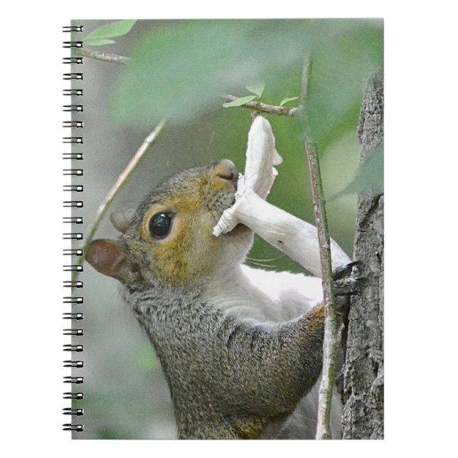 Cuaderno de ardilla (Frente)