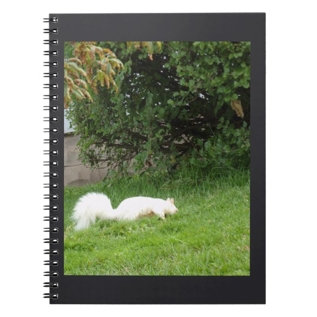 Cuaderno de ardilla albina (Frente)