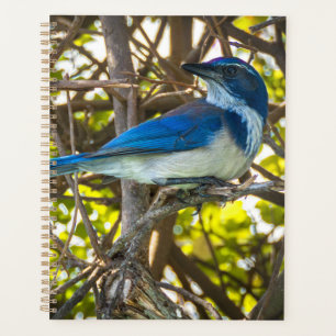 Cuaderno de arte de impresión de la Urraca de Cali