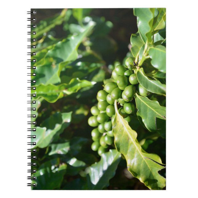 Cuaderno de bayas de café verde (Frente)