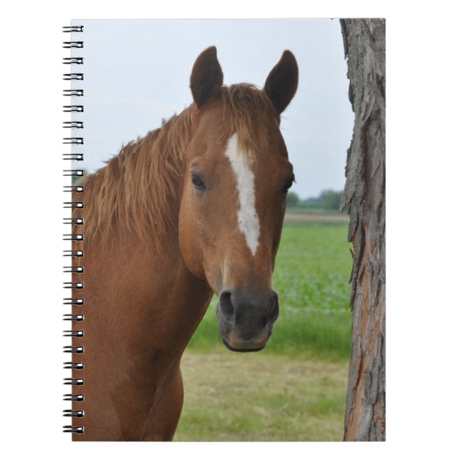 Cuaderno de caballo (Frente)