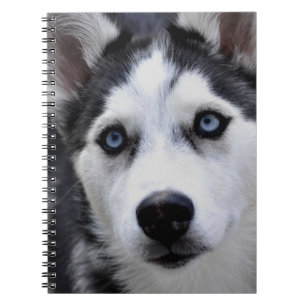 Cuaderno de cachorro Husky