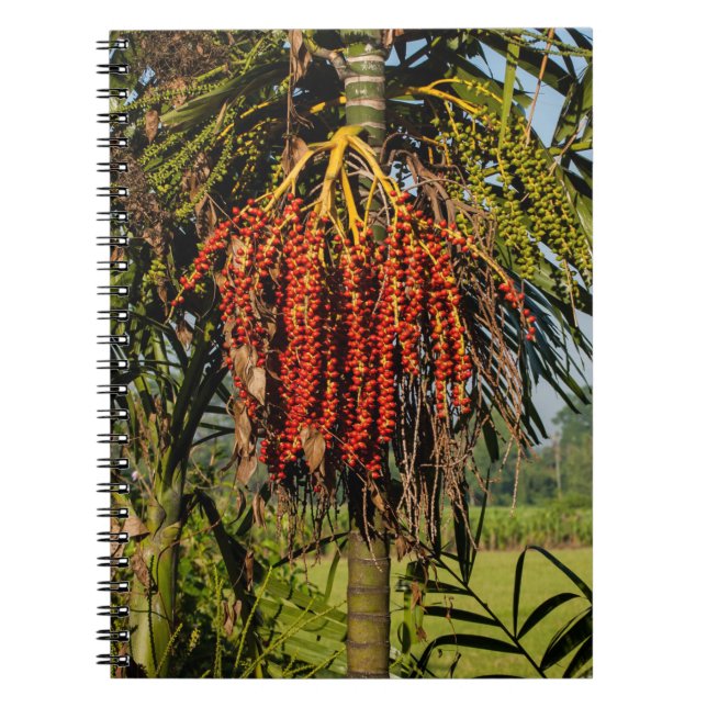 Cuaderno de campo de arroz con frutas de palma de  (Frente)