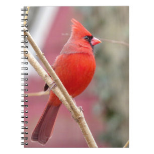 Cuaderno de cardenales rojos