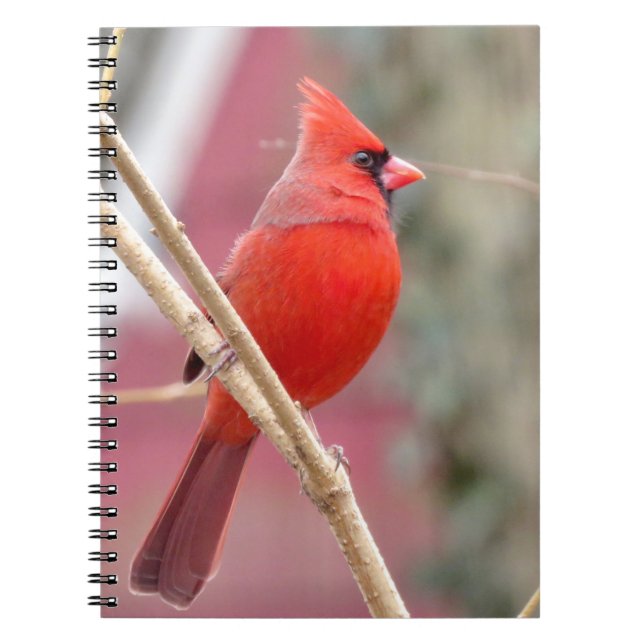 Cuaderno de cardenales rojos (Frente)