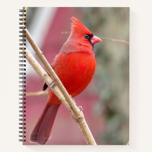 Cuaderno de cardenales rojos (Anverso)