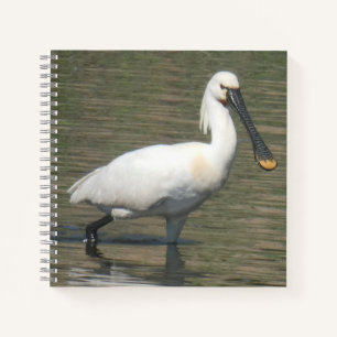 Cuaderno de cerca de Espátula Común