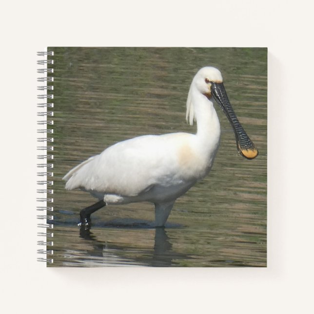 Cuaderno de cerca de Espátula Común (Anverso)