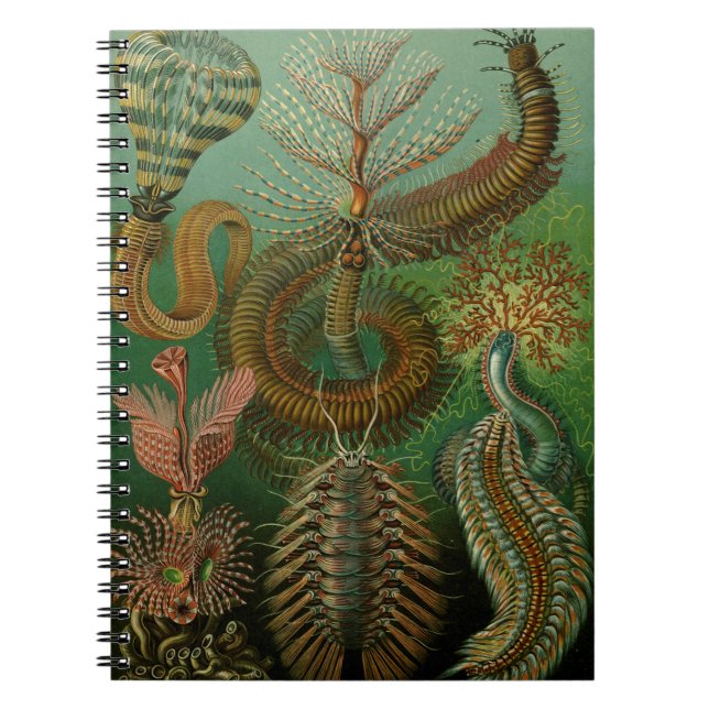 Cuaderno de Chaetopoda de Haeckel (Frente)