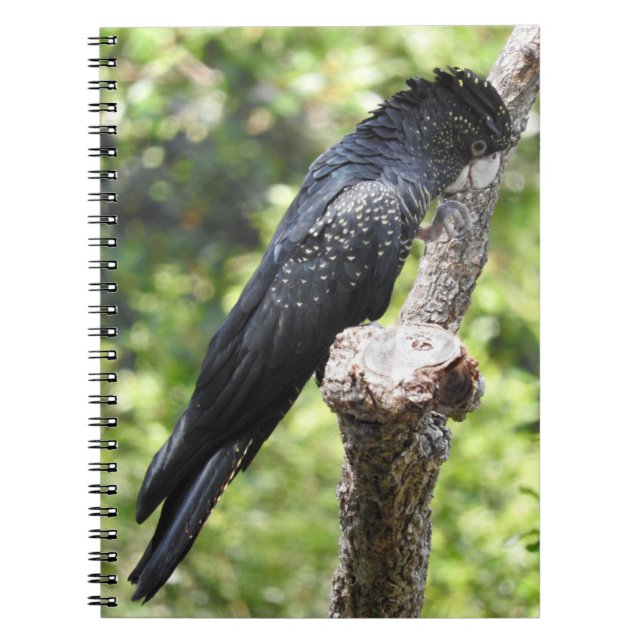 Cuaderno de Cockatoo negro con cola roja (Frente)