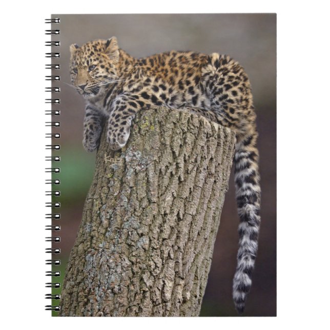 Cuaderno de cola de leopardo (Frente)