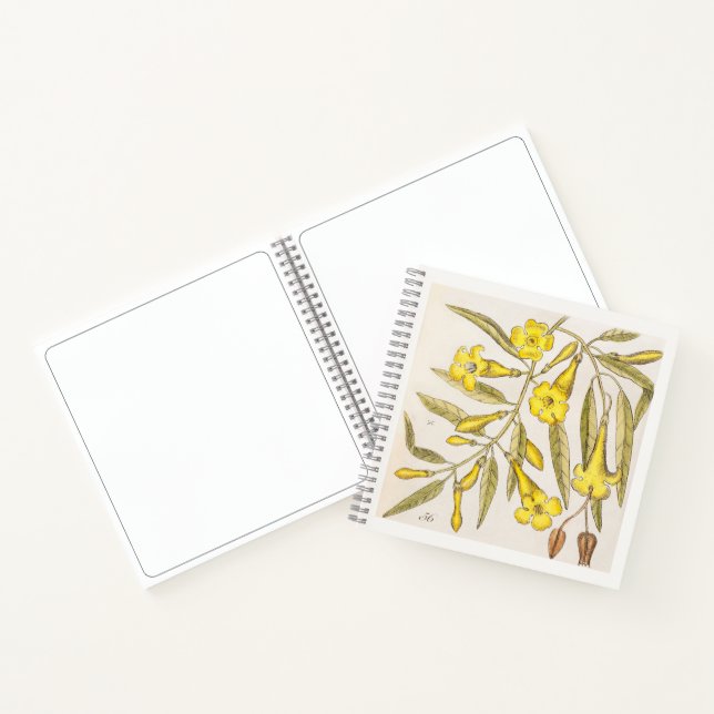 Cuaderno de dibujo de arte botánico de jazmín del  (Interior)