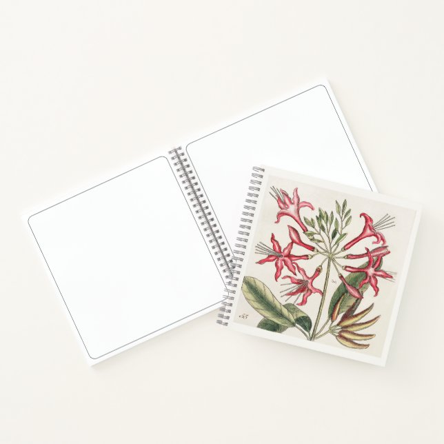Cuaderno de dibujo de arte botánico de madreselva  (Interior)